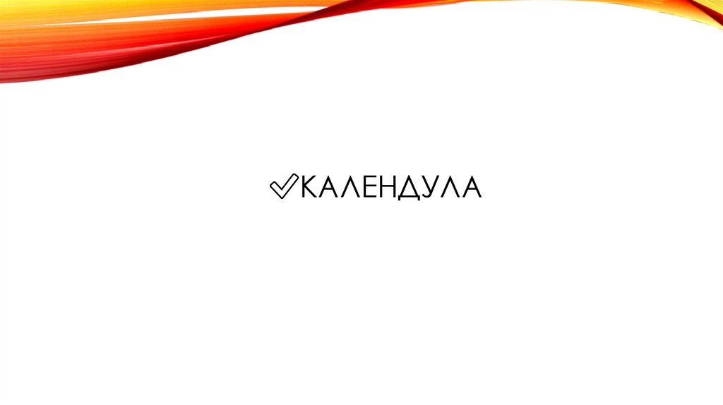 ✅Календула