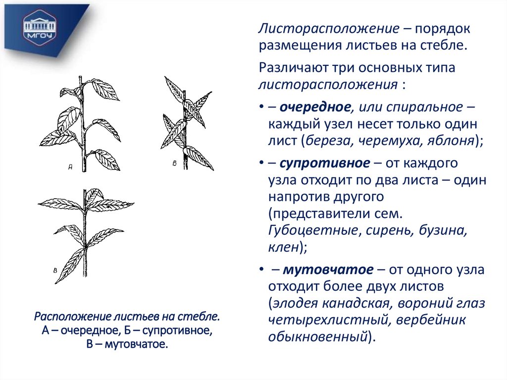 Расположение листьев на стебле. А – очередное, Б – супротивное, В – мутовчатое.