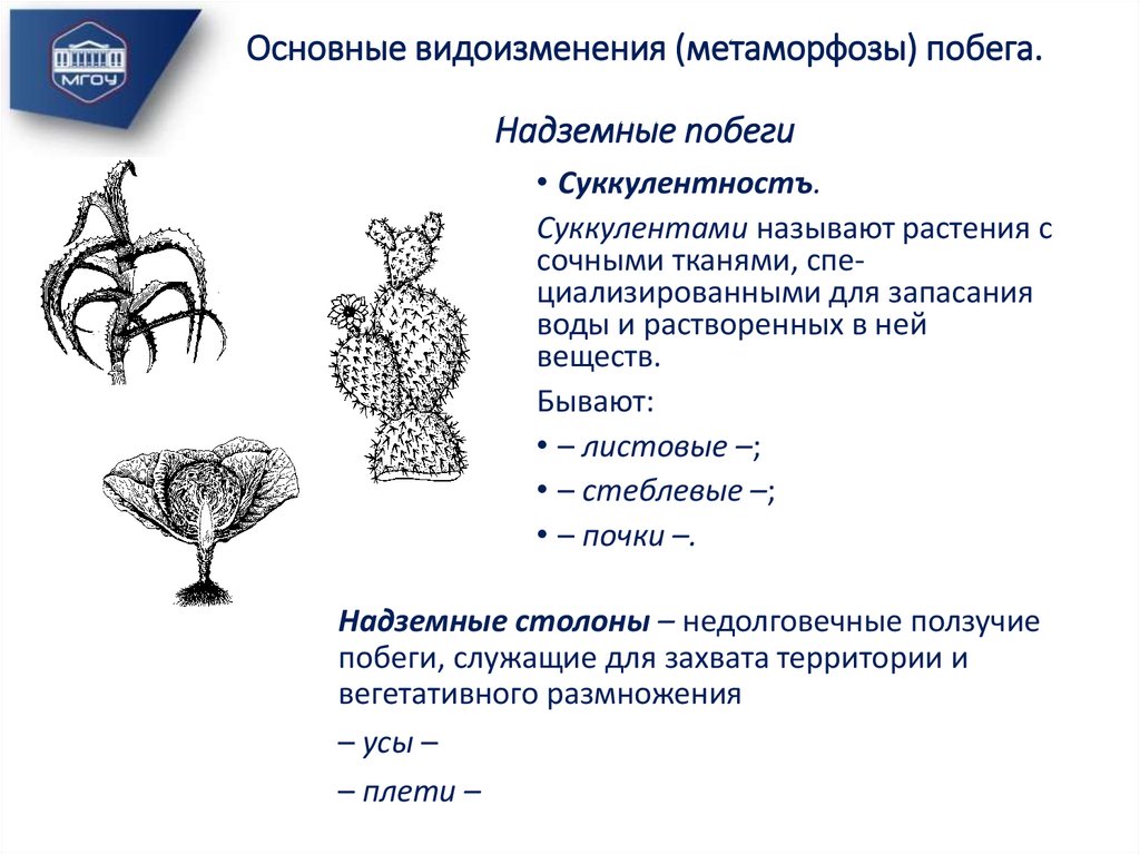 Основные видоизменения (метаморфозы) побега. Надземные побеги