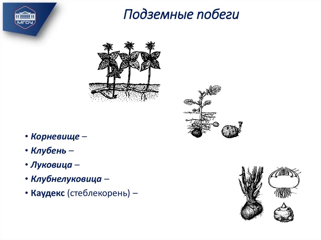 Подземные побеги