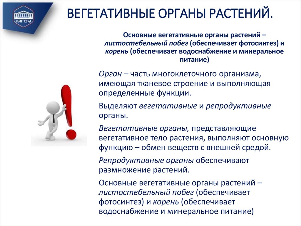 ВЕГЕТАТИВНЫЕ ОРГАНЫ РАСТЕНИЙ.