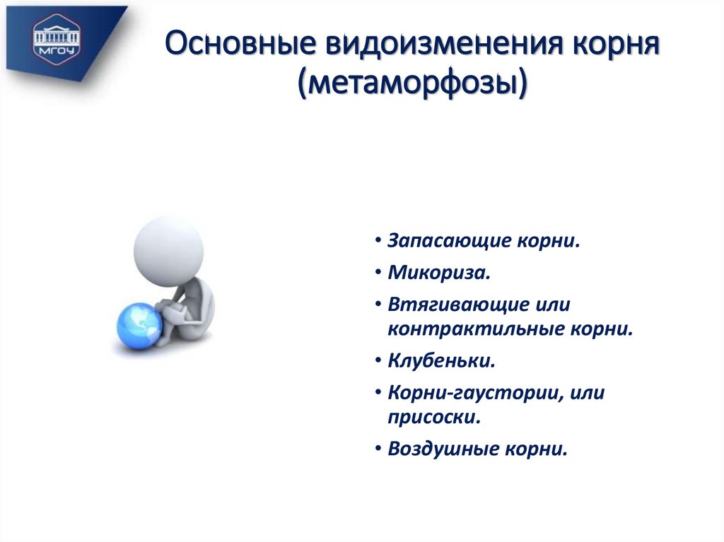Основные видоизменения корня (метаморфозы)