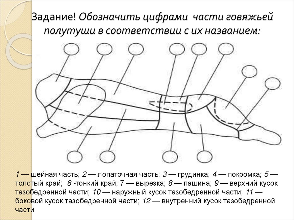 Задание! Обозначить цифрами части говяжьей полутуши в соответствии с их названием: