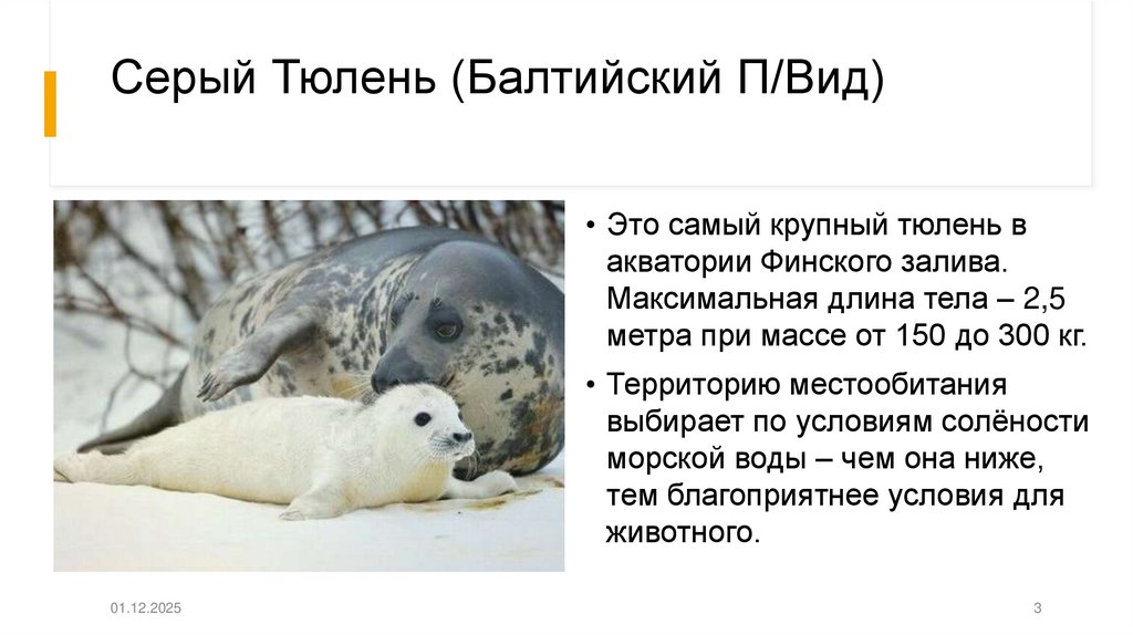 Серый Тюлень (Балтийский П/Вид)