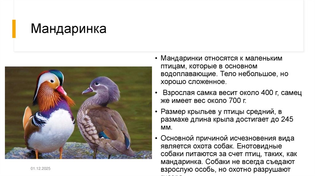 Мандаринка