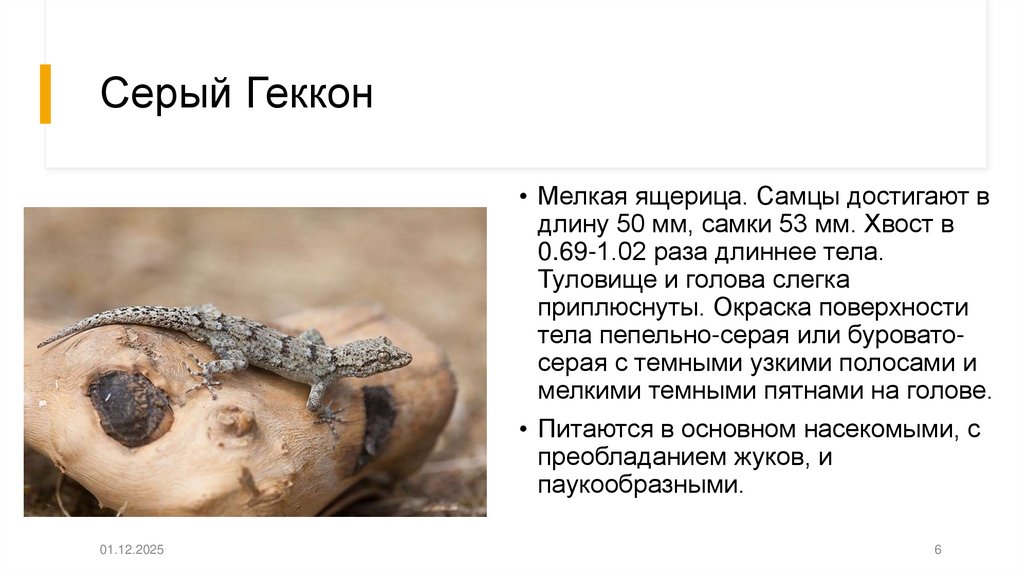 Серый Геккон