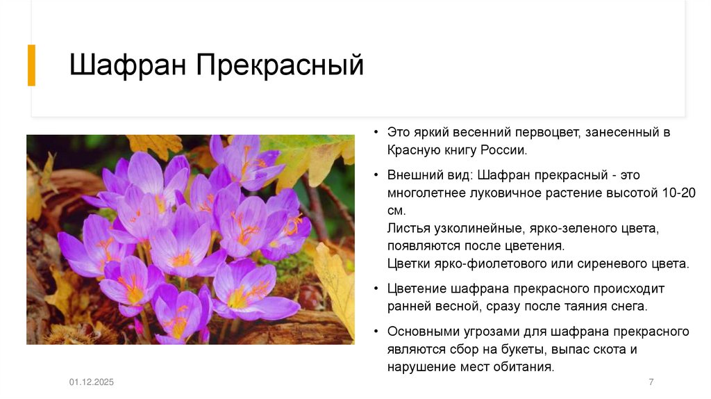 Шафран Прекрасный