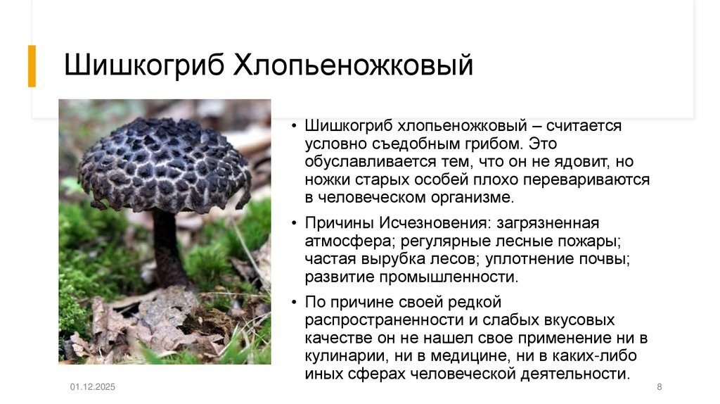 Шишкогриб Хлопьеножковый