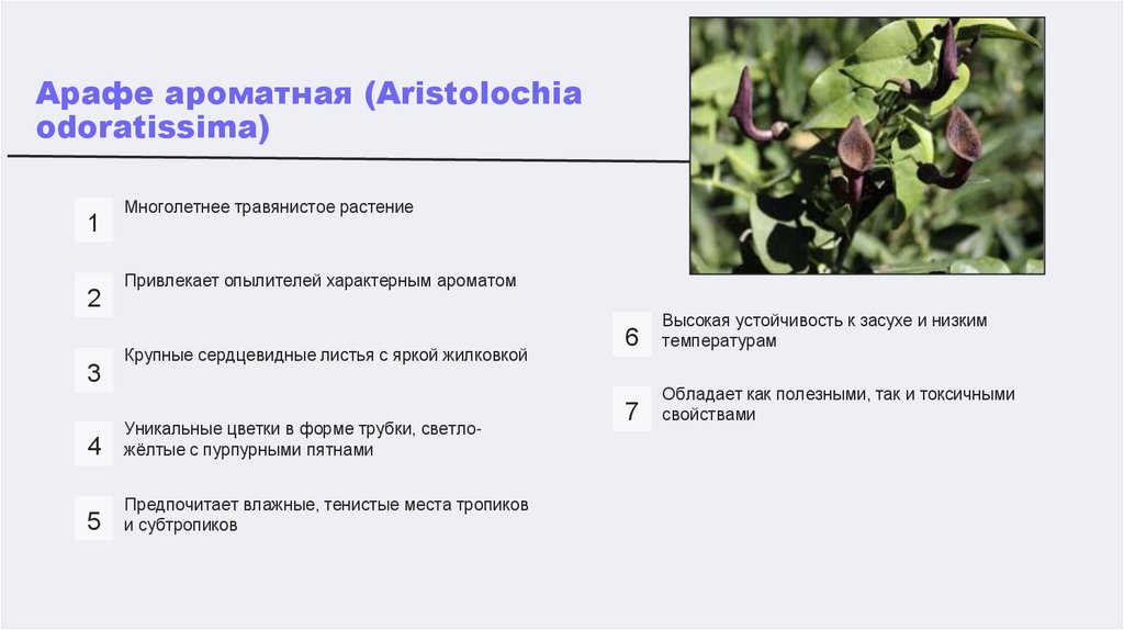 Наименование подпункта