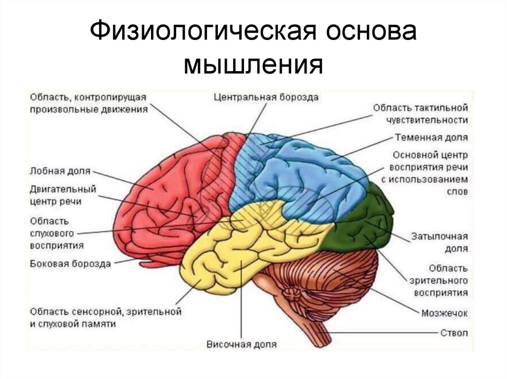 Физиологическая основа мышления