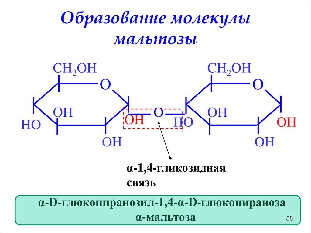 Образование молекулы мальтозы
