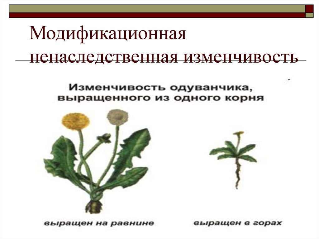 Модификационная ненаследственная изменчивость