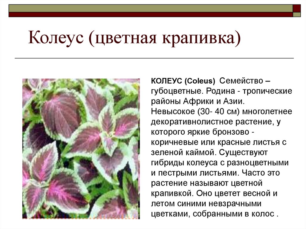 Колеус (цветная крапивка)