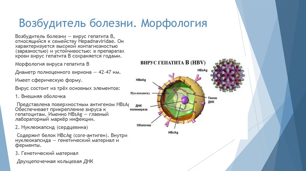 Возбудитель болезни. Морфология