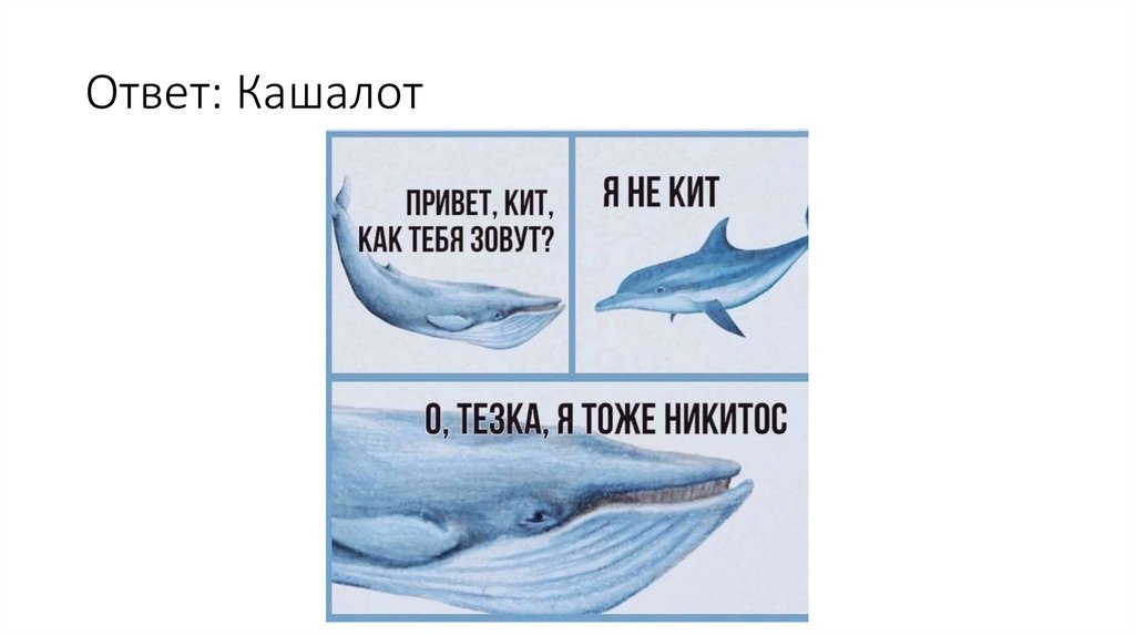 Ответ: Кашалот