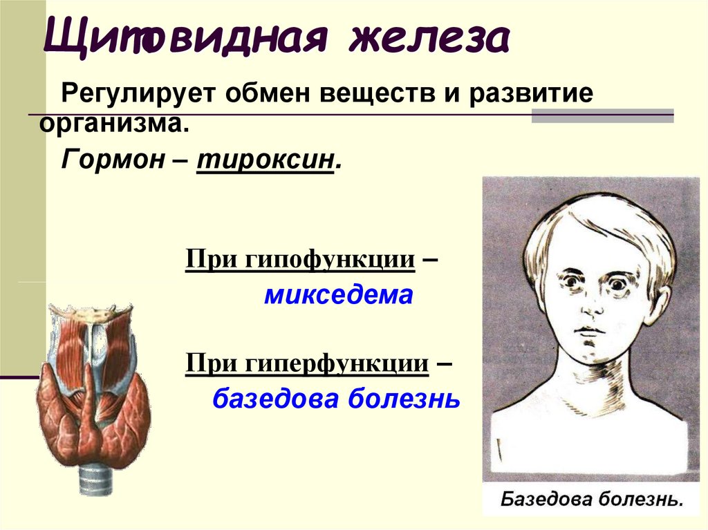 Щитовидная железа