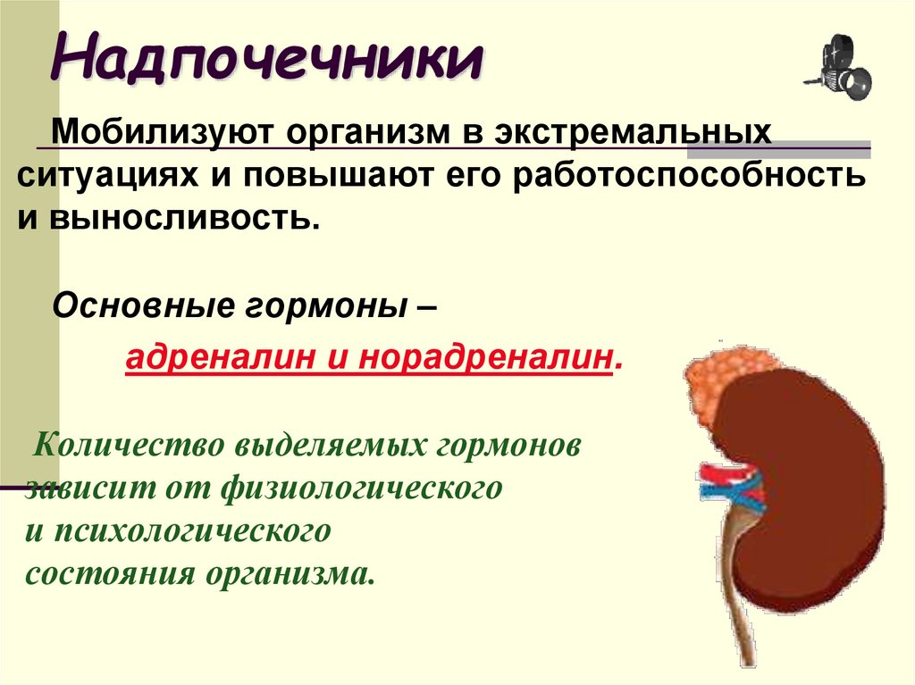 Надпочечники