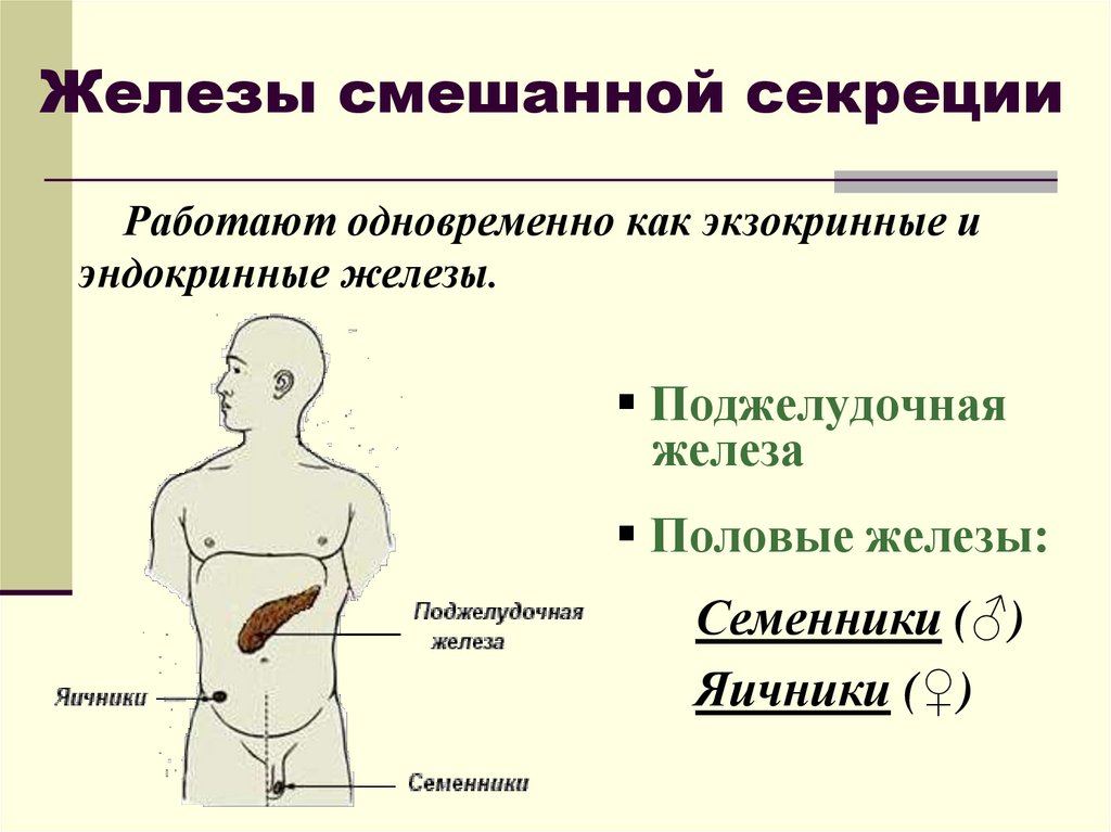 Железы смешанной секреции