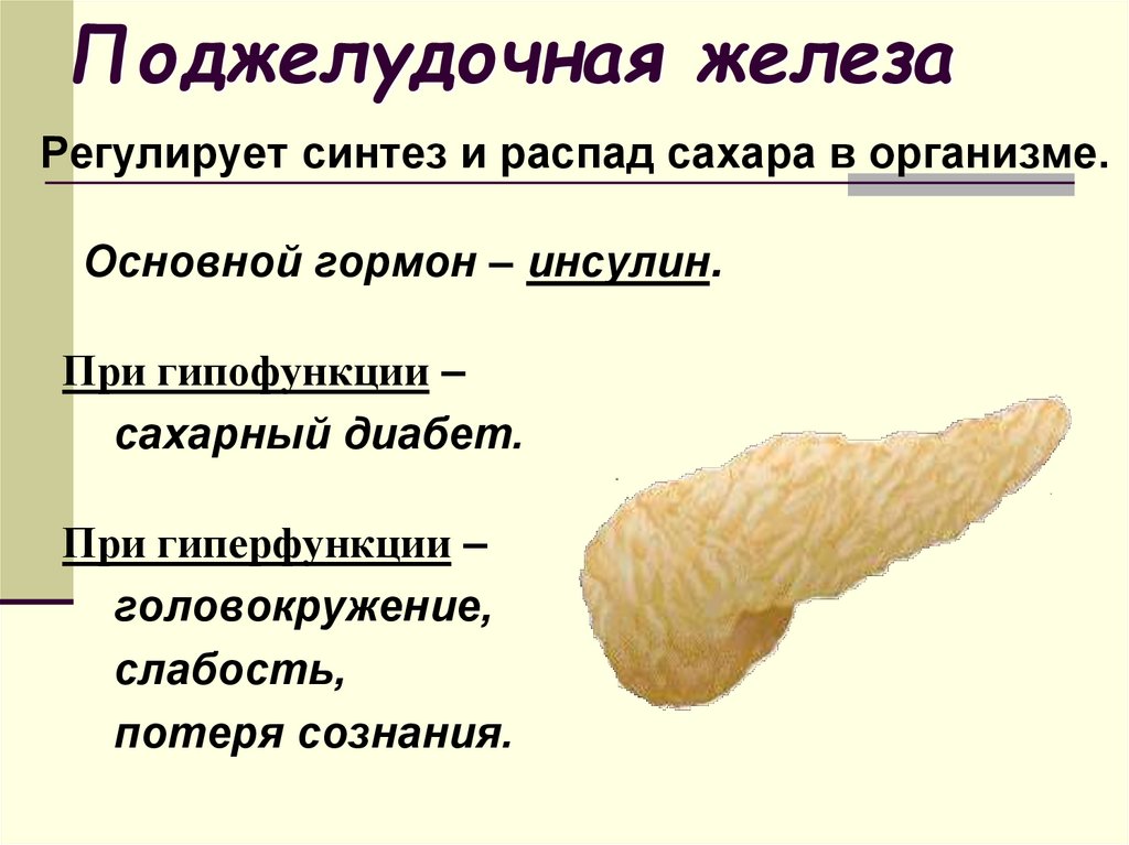 Поджелудочная железа