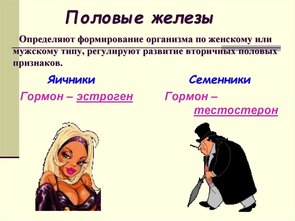 Половые железы Определяют формирование организма по женскому или мужскому типу, регулируют развитие вторичных половых