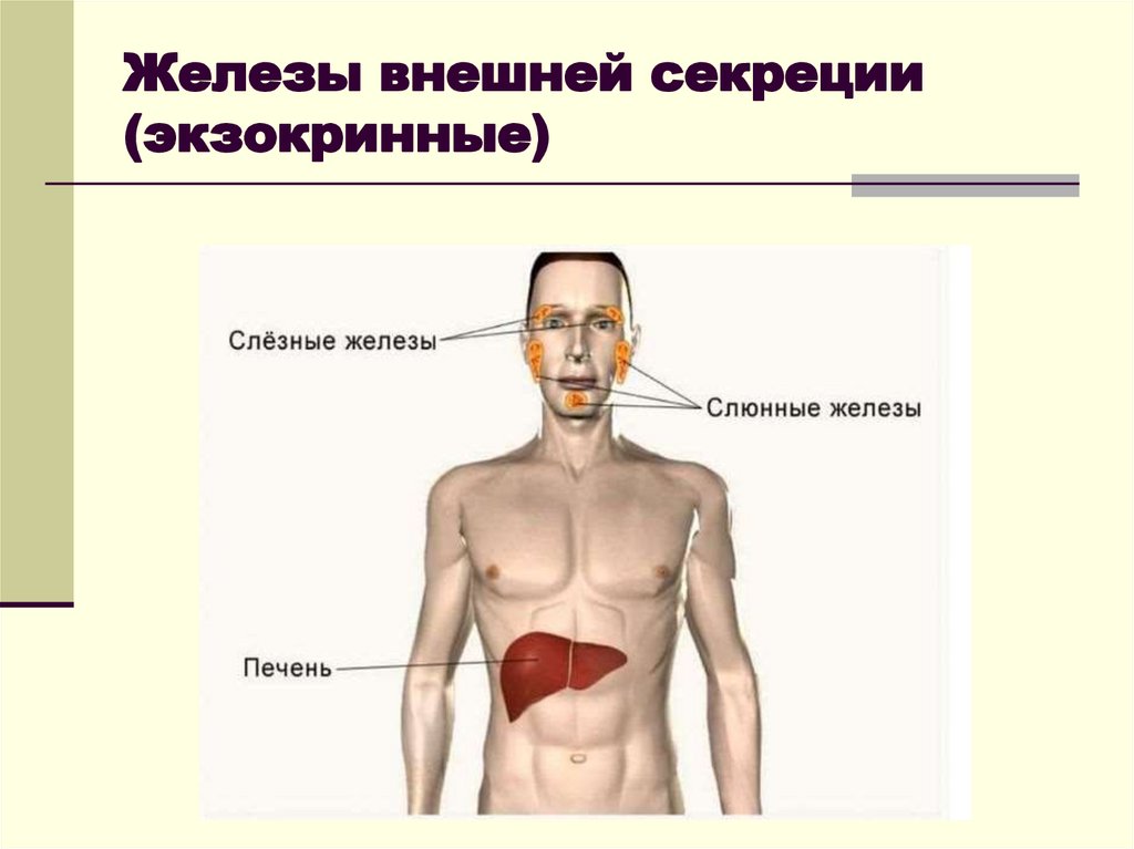 Железы внешней секреции (экзокринные)