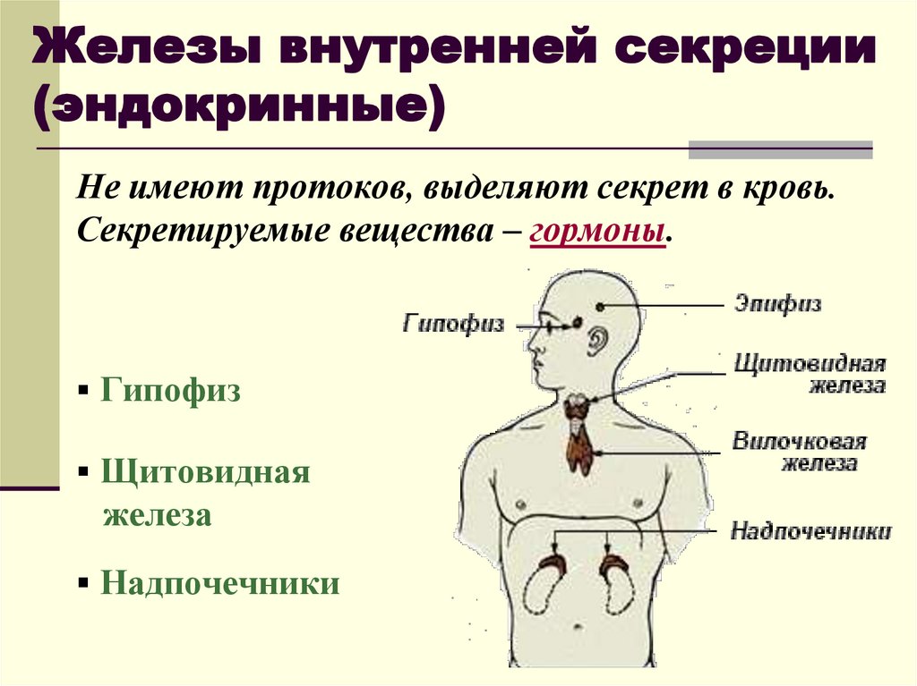 Железы внутренней секреции (эндокринные)