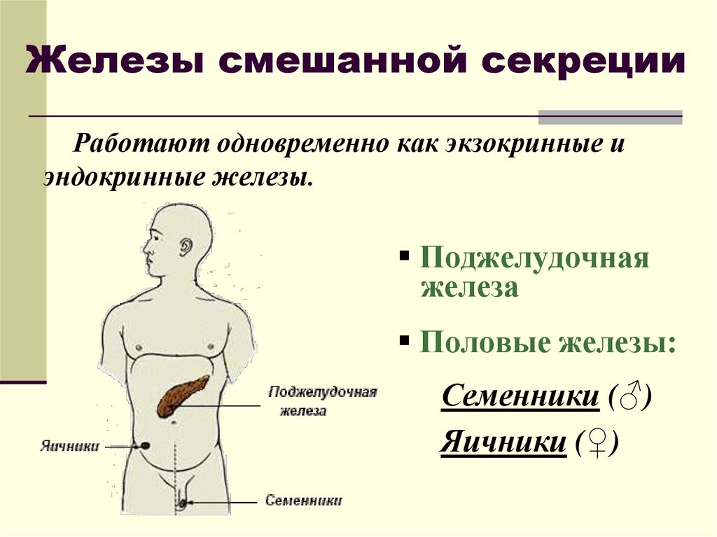 Железы смешанной секреции