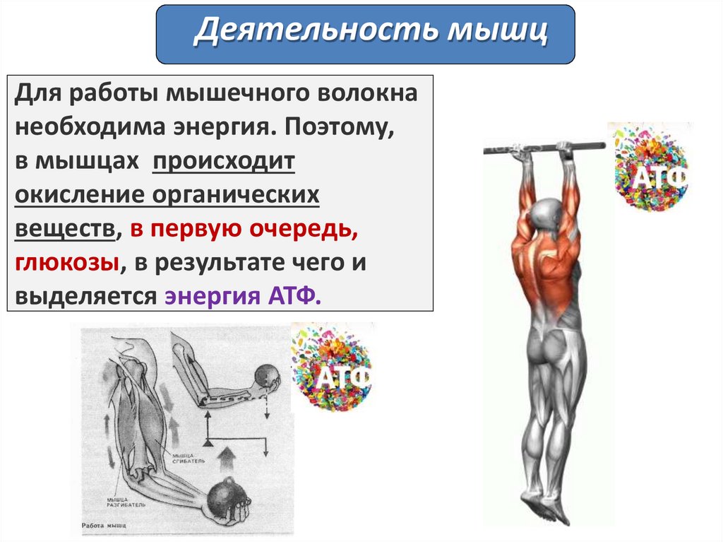Для работы мышечного волокна необходима энергия. Поэтому, в мышцах происходит окисление органических веществ, в первую очередь,