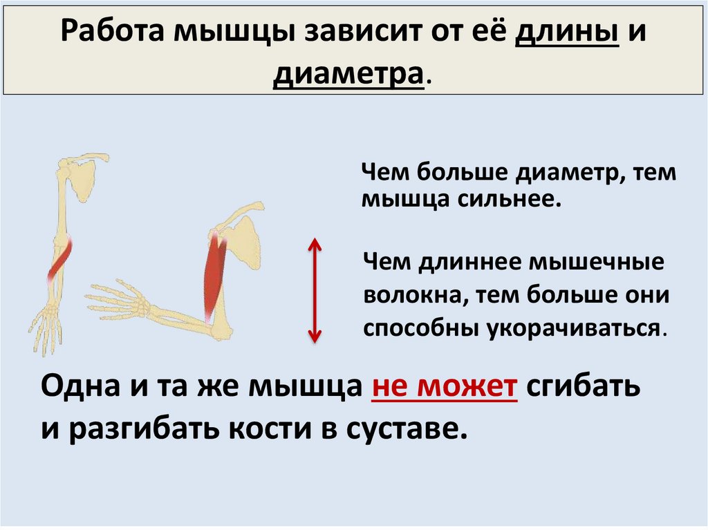 Работа мышцы зависит от её длины и диаметра.