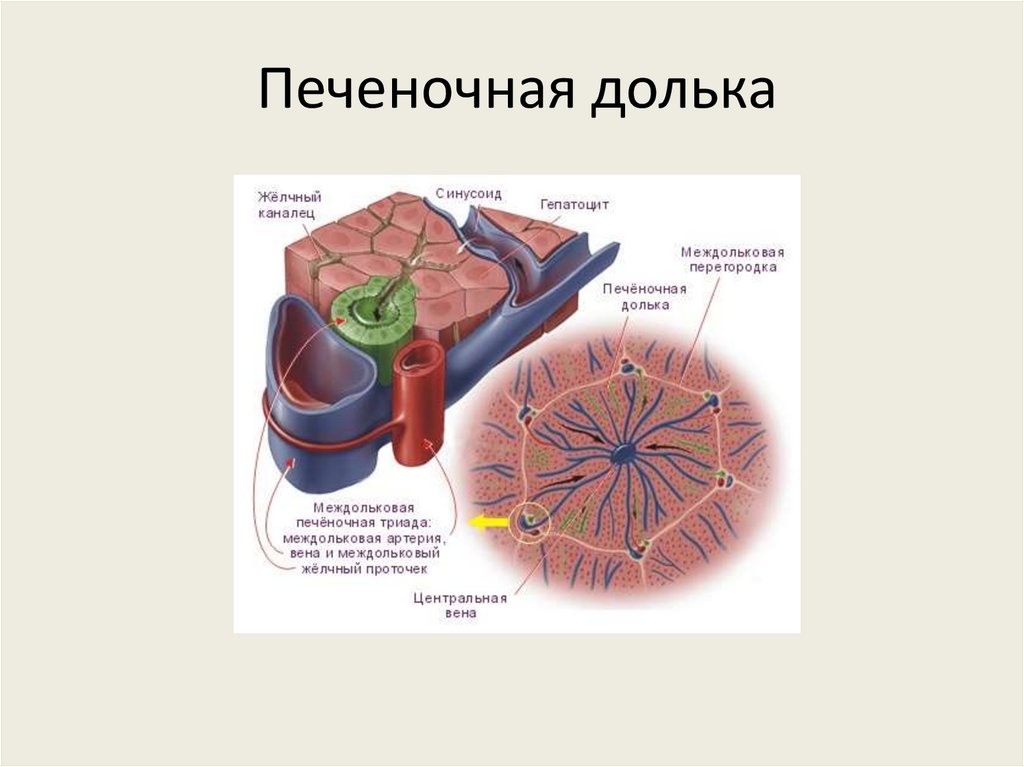 Печеночная долька