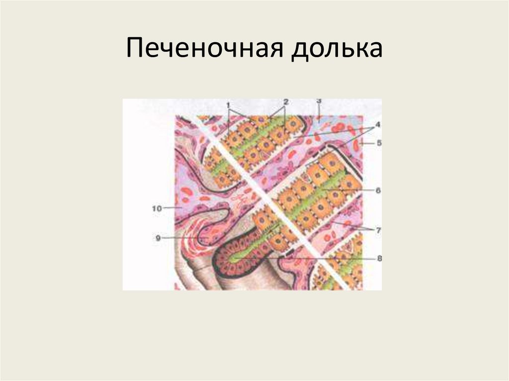Печеночная долька