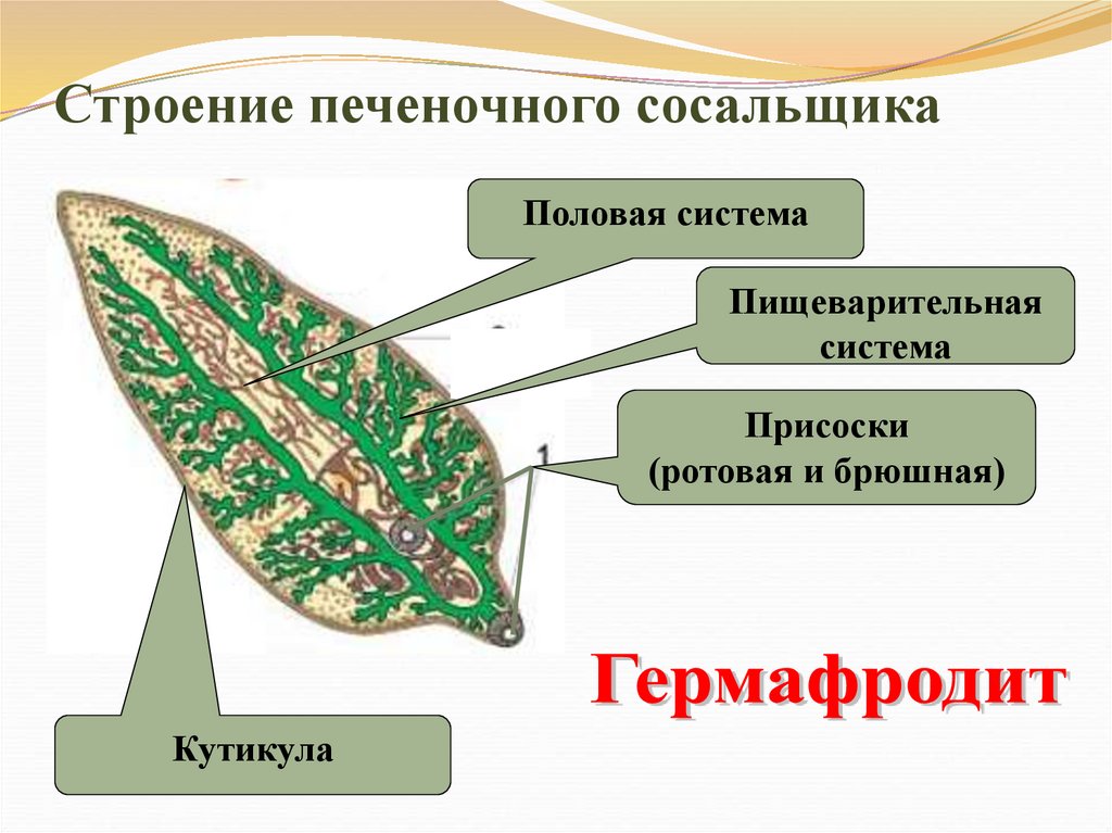Строение печеночного сосальщика