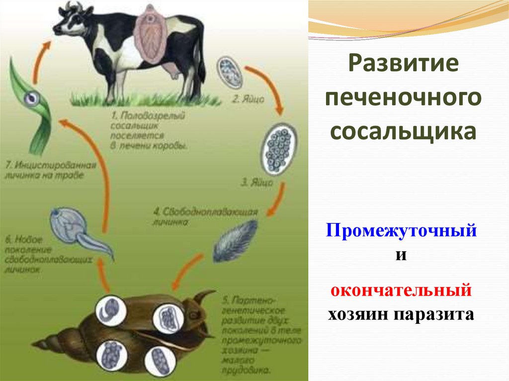 Развитие печеночного сосальщика