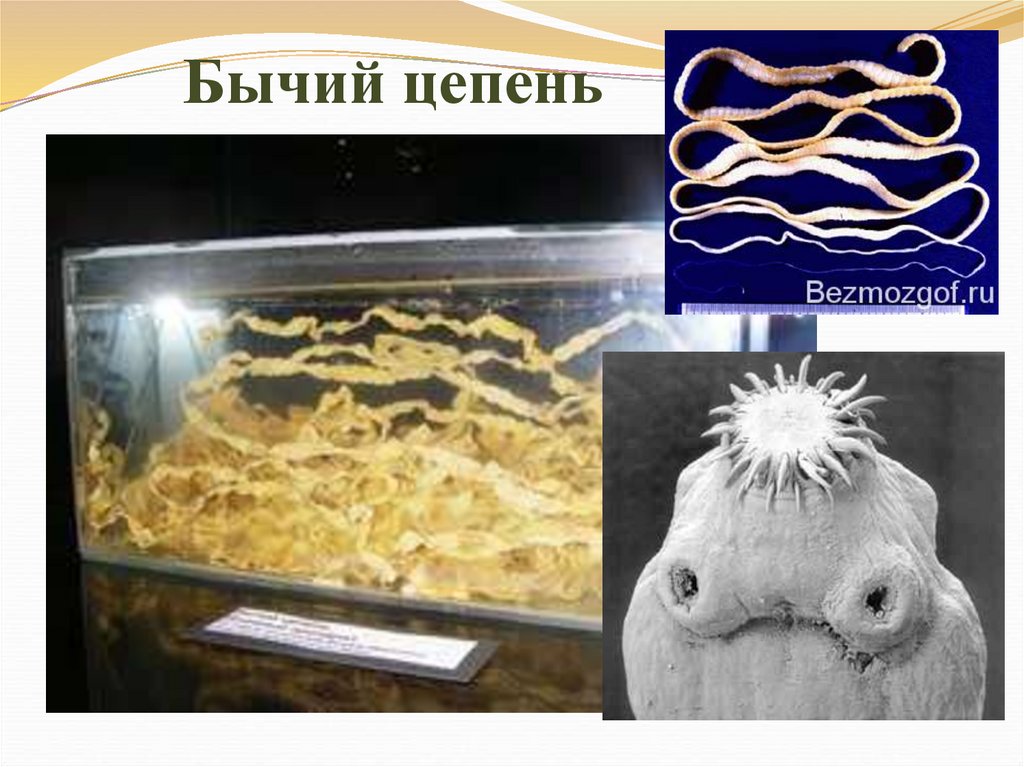 Бычий цепень