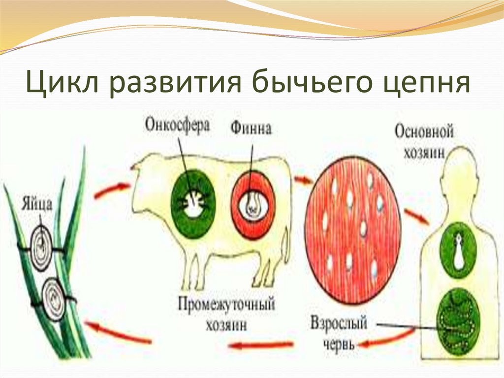 Цикл развития бычьего цепня