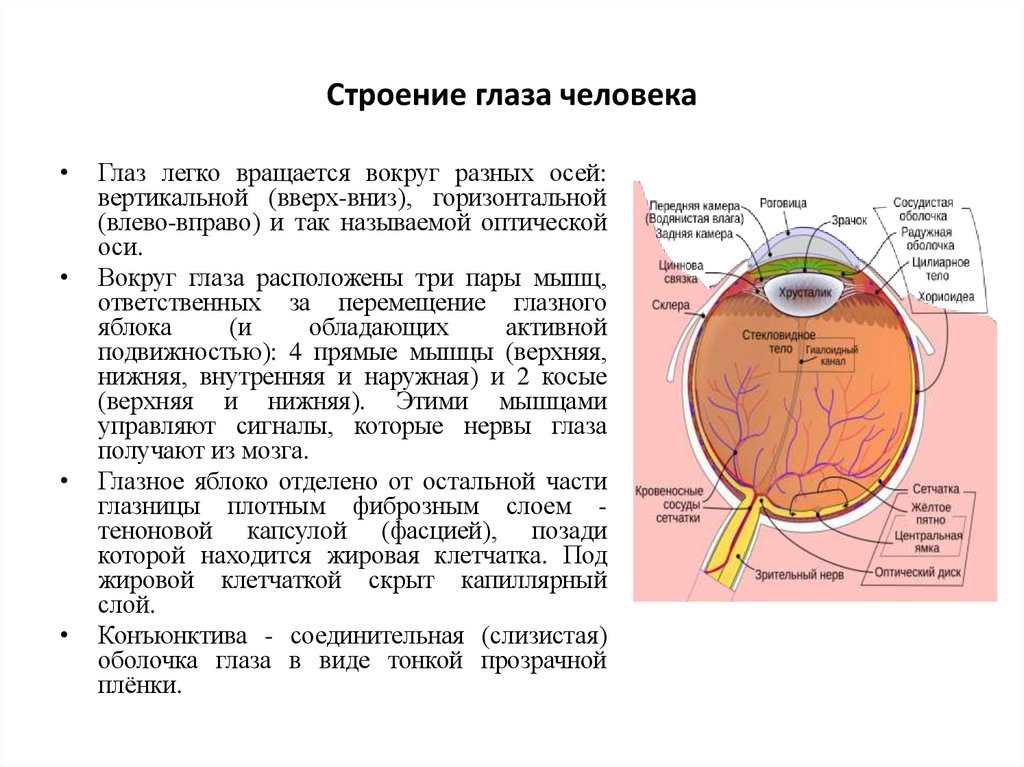 Строение глаза человека