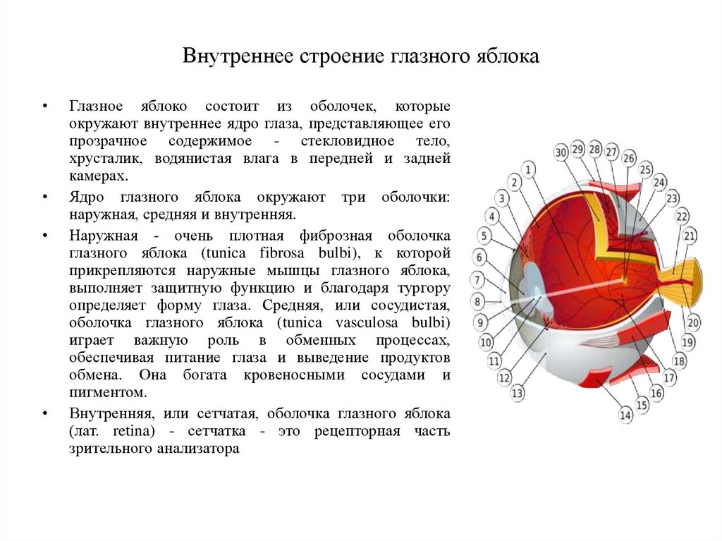 Внутреннее строение глазного яблока