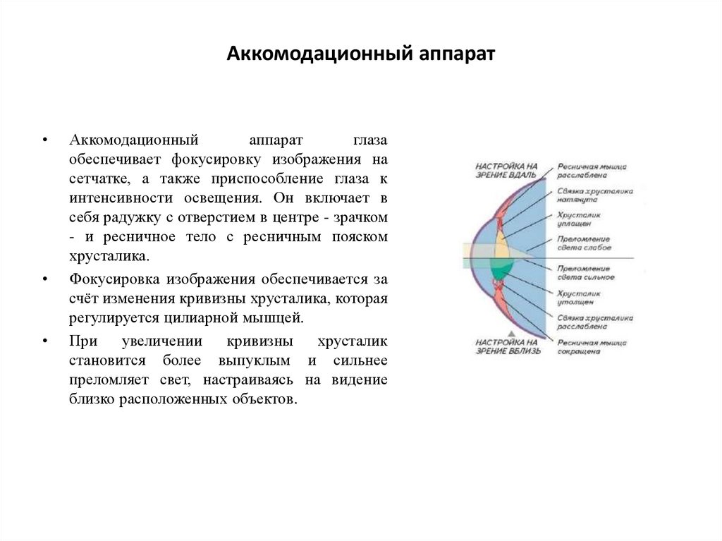 Аккомодационный аппарат