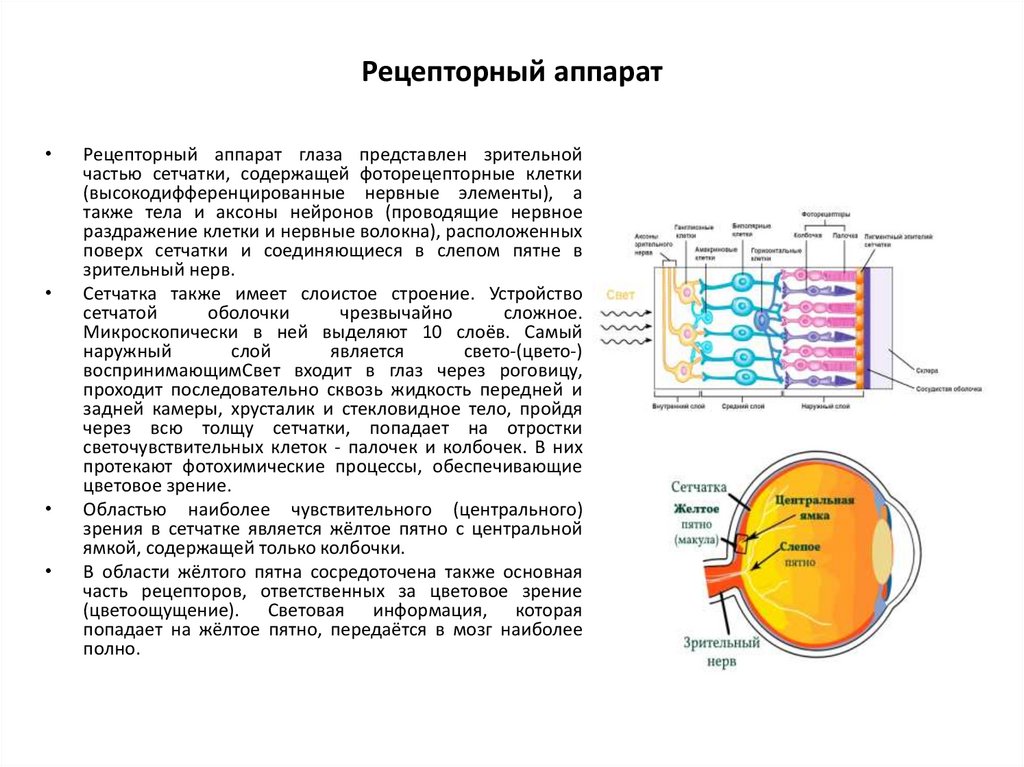 Рецепторный аппарат