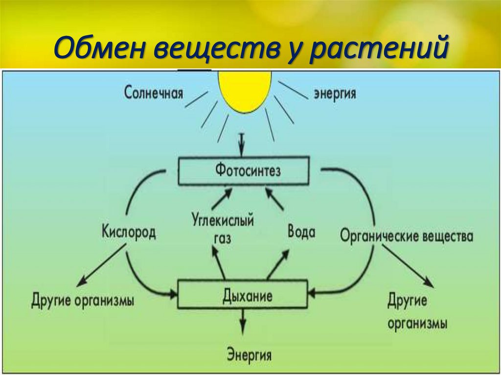 Обмен веществ у растений