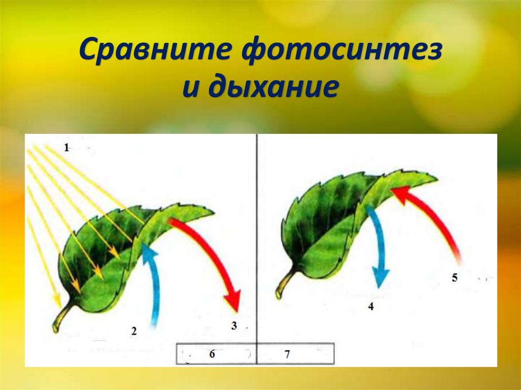 Сравните фотосинтез и дыхание