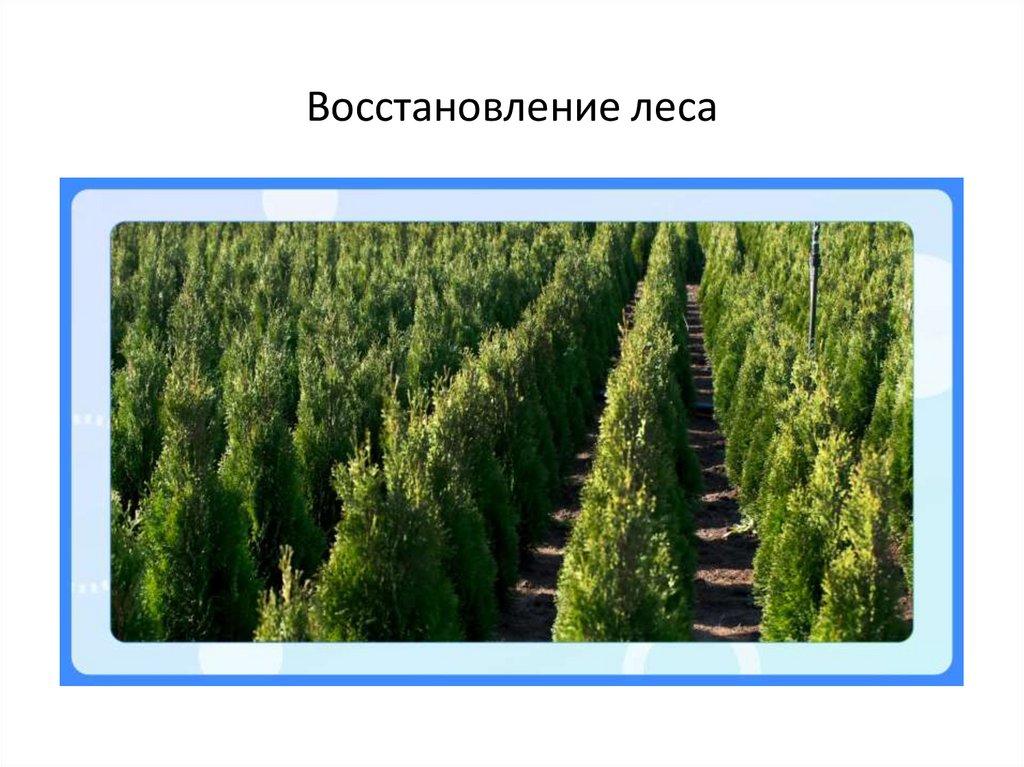   Восстановление леса