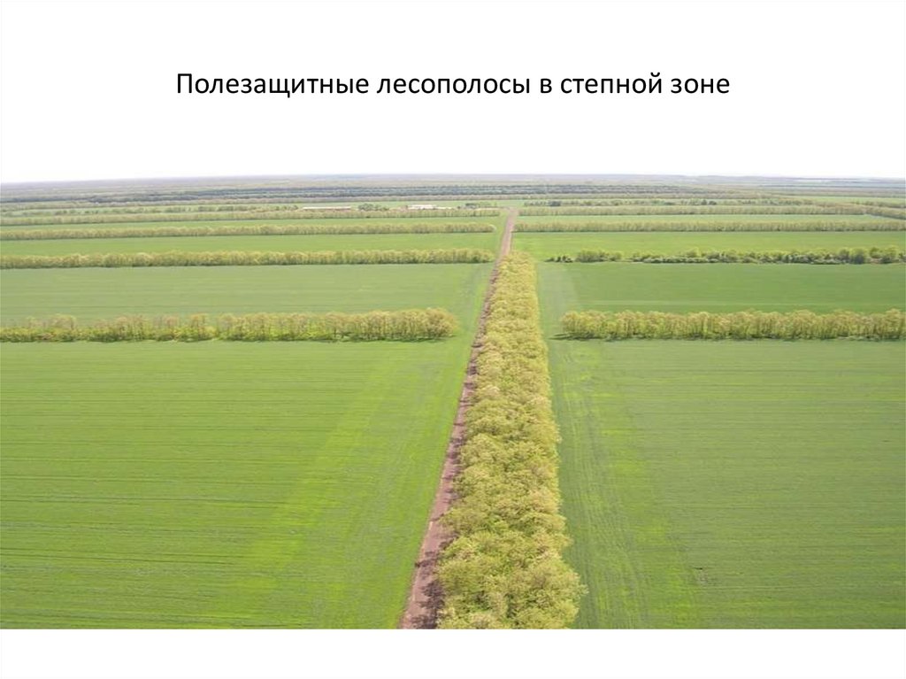 Полезащитные лесополосы в степной зоне