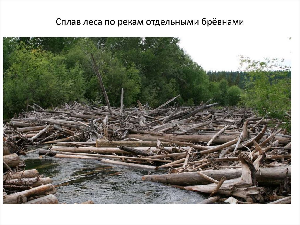 Сплав леса по рекам отдельными брёвнами