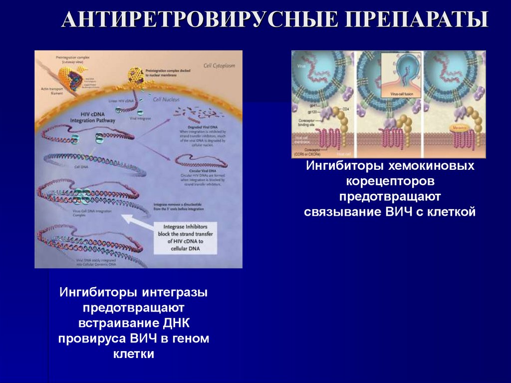 АНТИРЕТРОВИРУСНЫЕ ПРЕПАРАТЫ