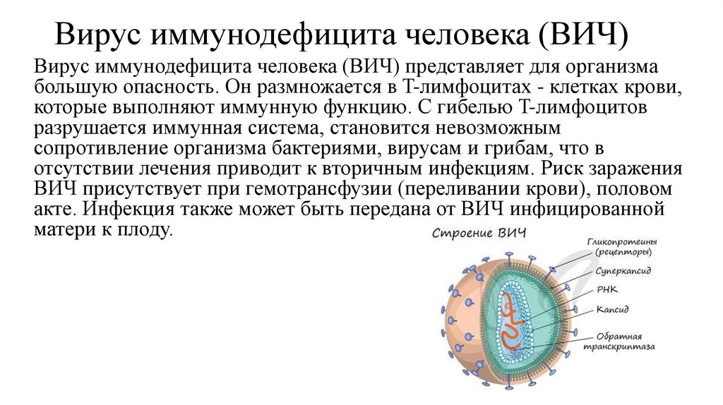 Вирус иммунодефицита человека (ВИЧ)