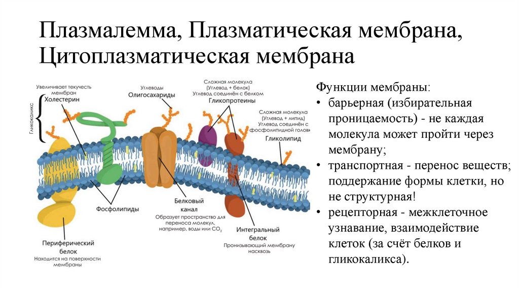 Плазмалемма, Плазматическая мембрана, Цитоплазматическая мембрана
