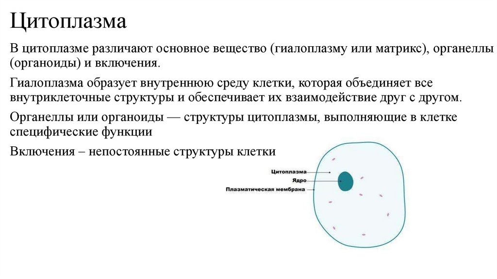 Цитоплазма