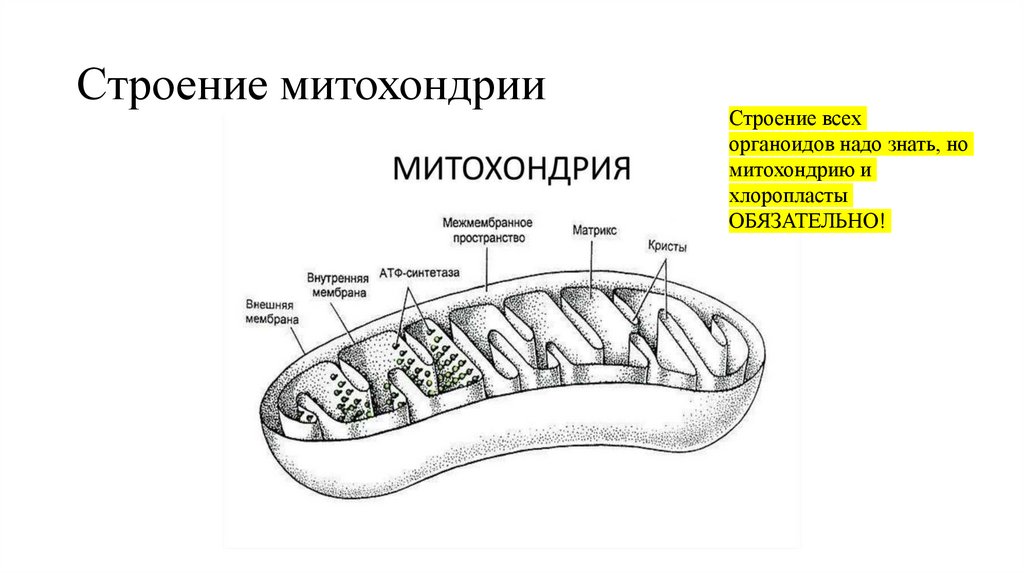Строение митохондрии