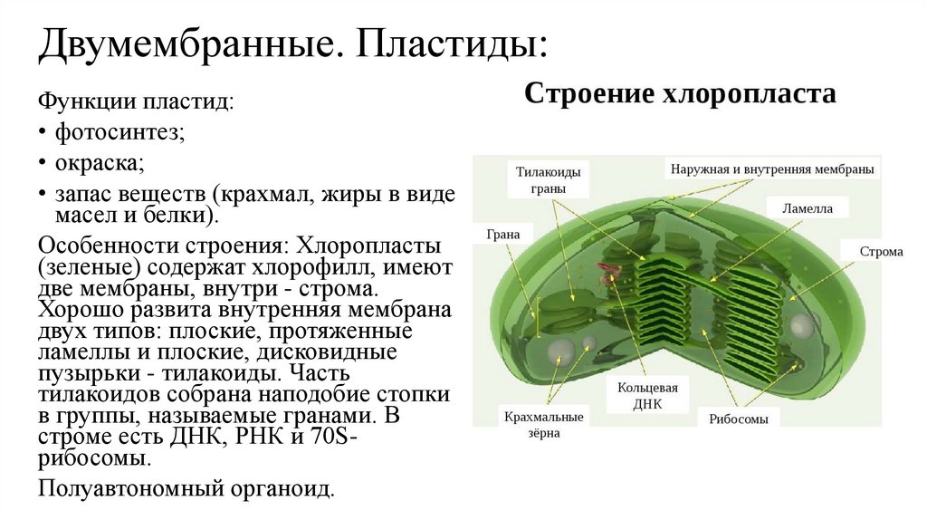 Двумембранные. Пластиды: